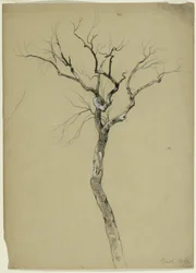 Studie eines kahlen Baumes, South Egremont, Massachusetts, 1851